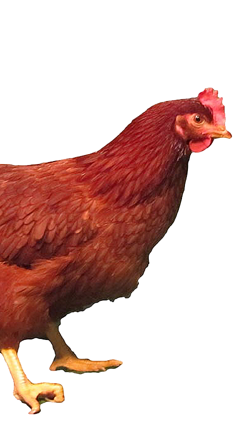 Rhode Island Red Heritage Chickens