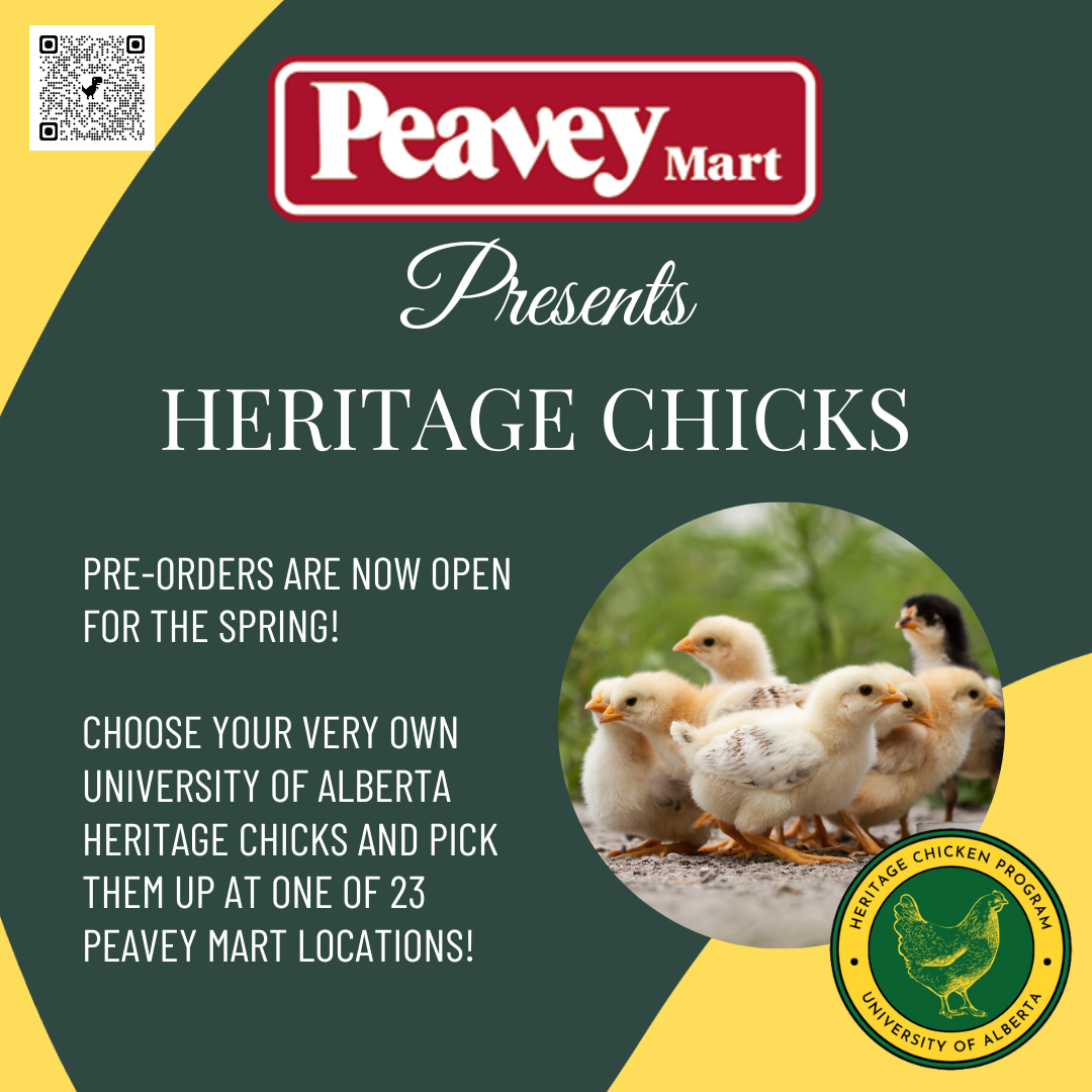 Home - Heritage Chickens